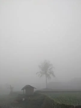 In the fog 写真素材