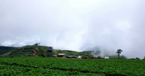 The fog at Phu Thap Berk Mountain Stock Footage 117717530