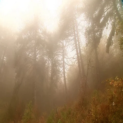 Fog in pine forest Stock Footage 69628173