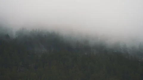 Fog in the pine forest Stock Footage 250503810