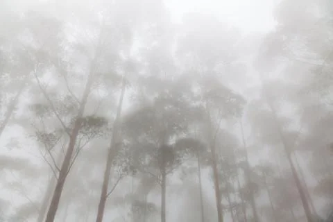 Fog in the pine forest Stock Photos