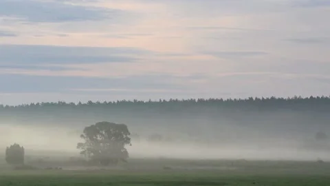 Fog quickly moves on a meadow Stock Footage 90333292