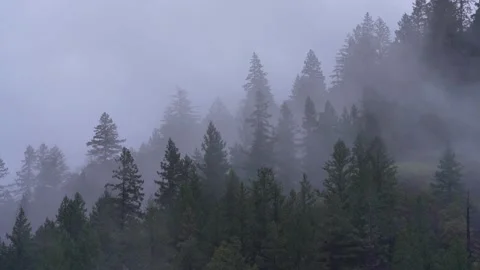 Fog Rain Forest 01 Stock Footage 147618242