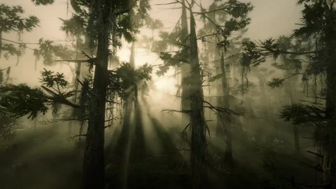 Fog rain forest fly through Video stock 266760289