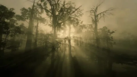 Fog rain forest pan view Stock Footage 266760288