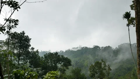 Fog in rainforest during the rain in Bali - 4K, Handheld Stock Footage 191001254