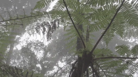 Fog in the rainforest slog2 Stock-Footage 82445586
