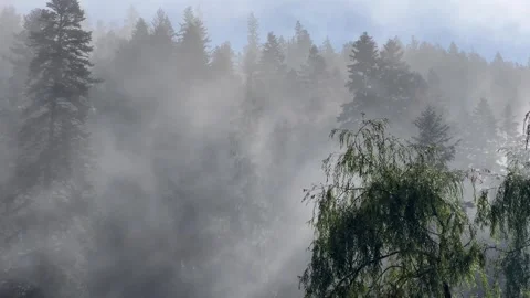 Fog Retreating from Forest Stockbeeldmateriaal 316165220