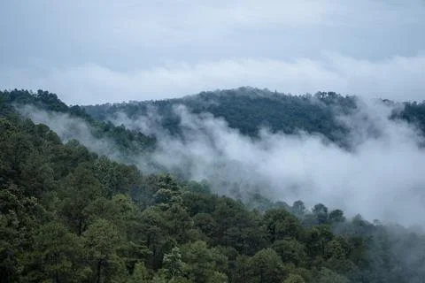 Fog rising in a pine forest Stock Photos