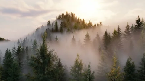 Fog rising rapidly over a coniferous forest Vidéo 234324831
