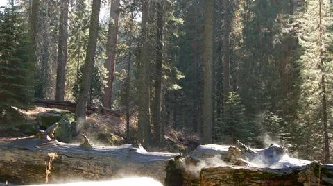 Fog rising in sequoia forest, fallen redwood trunks in old-growth wood. Misty Stock Photos