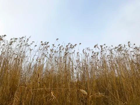 Fog on the river. Stock Photos
