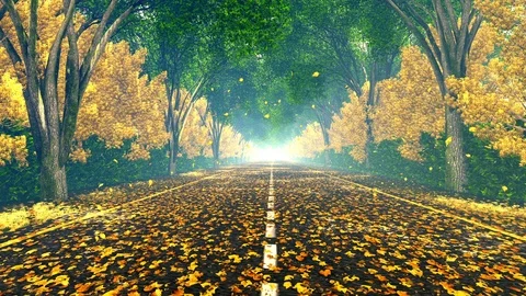 Fog on road covered by tree branches Video stock 88435094