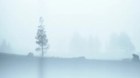 Fog rocks and bush Stock Footage 62903281
