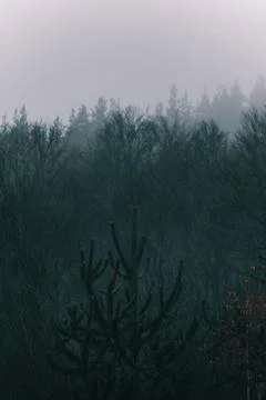 Fog rolling down the mountain covering the forest. Foto stock