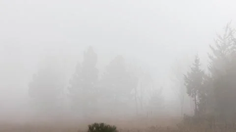 Fog Rolling in Forest in Boulder Colorado, Wind Storm in Boulder Mountain Stock Footage 254784485