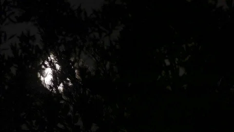 FOG ROLLING IN FULL MOON TREES FAST CLOUDS MOVE BRIGHT TO DARK OMINOUS Stock Footage