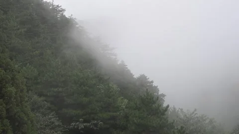 Fog Rolling Over Dense Pine Forest Ridge, Lushan China Stock Footage 346732931