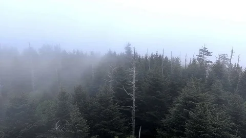 Fog rolling over forest in the mountains Stock Footage 76959407