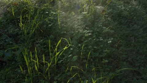 Fog Rolling Over Ground 스톡 동영상 85822363