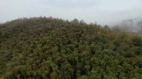Fog Rolling Over Lush Forest - Drone View in 4K Stock Footage 311177746
