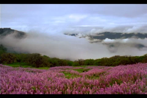 Fog rolling over mountain Stock Footage 564760