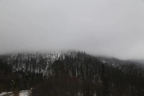 Fog Rolling Over Storm Damaged Forest Hillside Photos