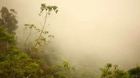 Fog Rolling Over the Tree Tops In Costa Rica HD Video Stock Footage 25061605