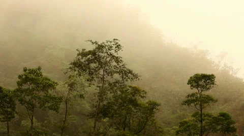 Fog Rolling Over the Tree Tops In Costa Rica HD Video Stock Footage 25061679