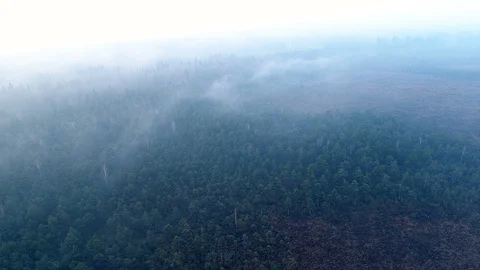 Fog Rolling Through Forest Wetlands, Aerial View Stock Footage 88376937