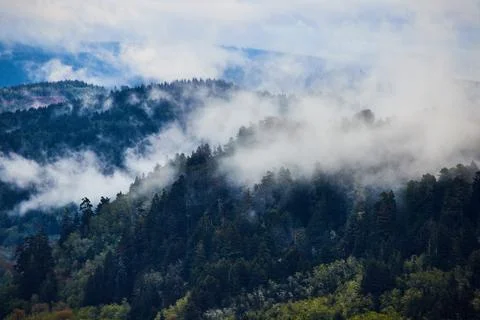 Fog rolling through hills of pine trees Foto stock