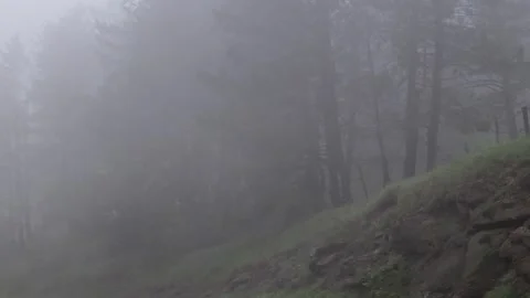 Fog rolling through mountain forest landscape Stockbeeldmateriaal 310407145