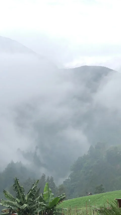 Fog Rolling Through Tropical Forest Hillside with Banana Trees Vertical Stock Footage 340390257