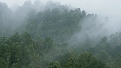 Fog rolls across the forest in the Blue Ridge Mountains Stock Footage 140809259