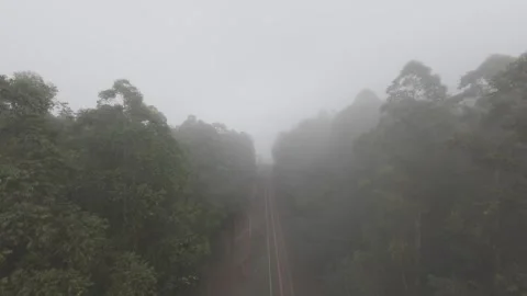 Fog Rolls Over Road in Pine Forest Stock Footage 309939080