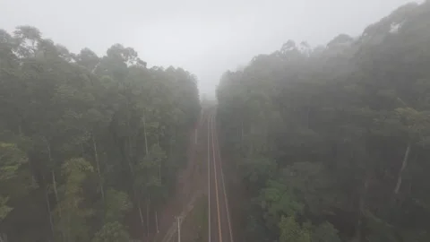Fog Rolls Over Road in Pine Forest Stock Footage 309939138