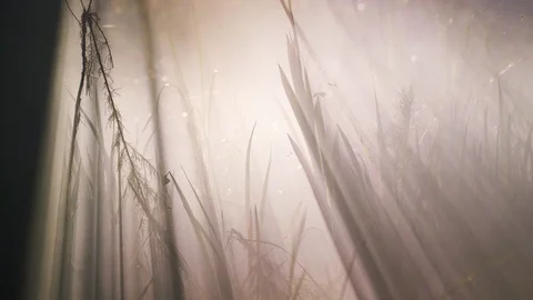 Fog rolls through swamp at night Video stock 104746947