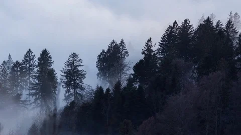 The fog that runs through a forest Stockbeeldmateriaal 83452280