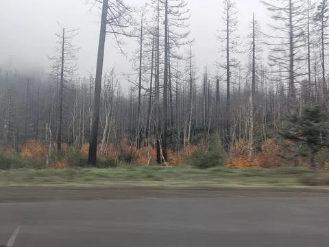 Fog settles over a burned forest where young green and orange saplings Stock Photos
