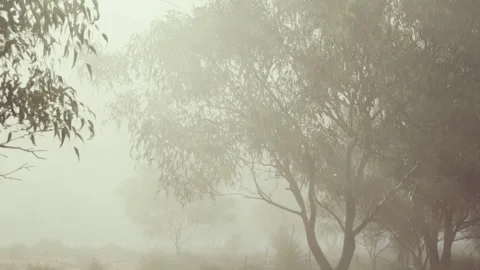 Fog settles over trees in a quiet rural area during early morning hours Stock Footage 344826603