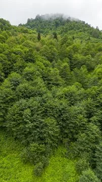 Fog settling between two mountains. Green natural forest at the foot of the m Stock Photos