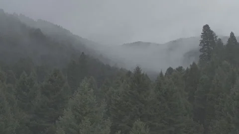 Fog Settling On Tall Green Mountain Trees Stockbeeldmateriaal 248734997