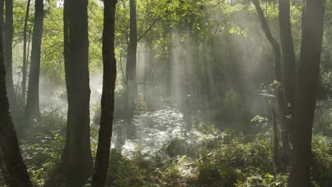 Fog sliding through the trees Stock Footage 182963433