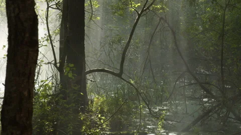 Fog sliding through the trees Stock Footage 182975884