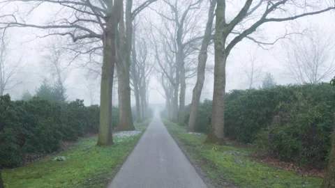Fog slowly lifting on tree lined path in park Stock Footage 292924708