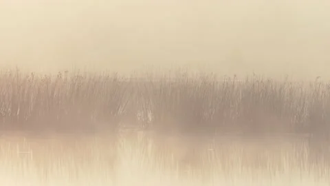 Fog slowly rolls through swamp lake sunrise morning Stock Footage 187694817