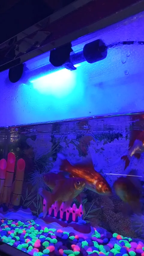 Fog in a small aquarium Video stock 210836426