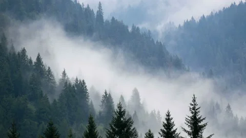 Fog smoke forest mountains Stock-Footage 115898237