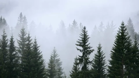 Fog smoke forest mountains Stock Footage 115900627