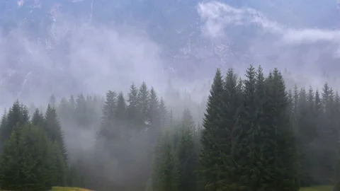 Fog smoke forest mountains Stock Footage 115901221